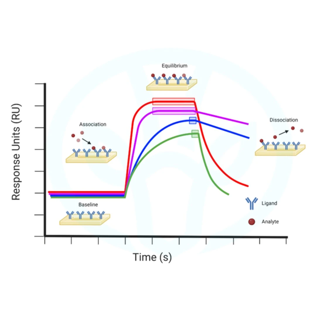 普诺思生物科技 - 专业生物技术服务 | 药物设计 | 分子互作 | 靶标发现 | 蛋白实验 | 细胞实验